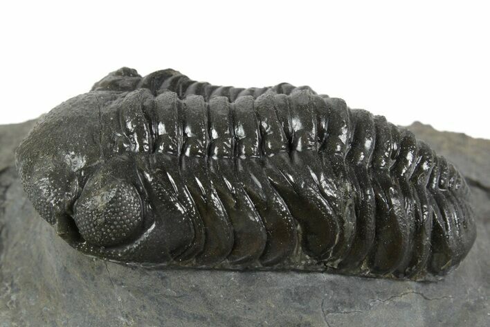 Detailed Austerops Trilobite - Ofaten, Morocco #351918
